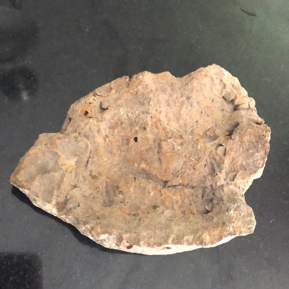 Rock Paleontology from Pennsylvania